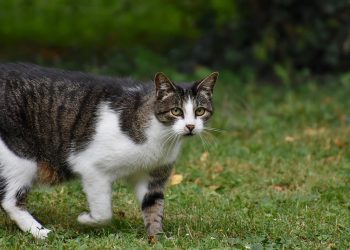 Winter Whisker Wisdom: Top Tips to Keep Your Cat Cozy and Comfortable