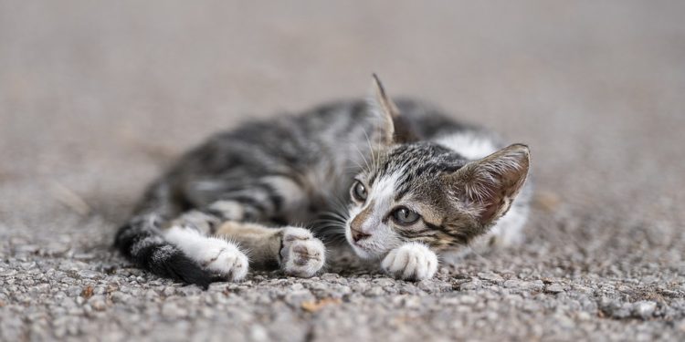 Whisker-Worthy: Crafting Delicious Homemade Cat Food for Your Feline Friend