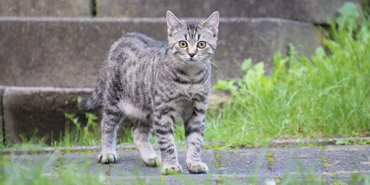 Feline Feast: The Top Cat Food Brands Your Kitty Will Love