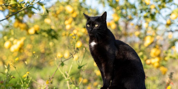 Mastering the Art of Feline Behavior: Advanced Techniques for Cat Training Success