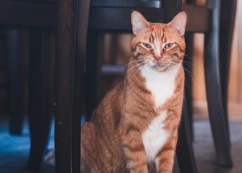 Purr-fectly Prepared: Essential Tips for Adopting a Feline Friend