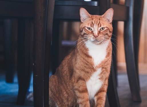 Purr-fectly Prepared: Essential Tips for Adopting a Feline Friend