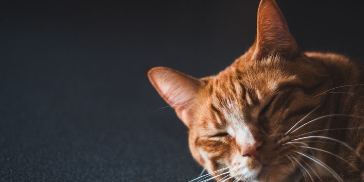 Mastering the Art of Cat Leash Training: A Step-by-Step Guide to Happy Walks and Adventures