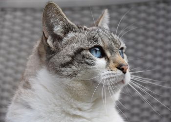 Find Your Perfect Feline Friend: Adopt a Kitten Today!