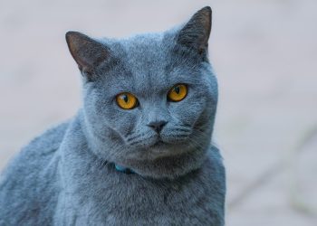 Cracking the Code: Understanding and Solving Common Cat Behavior Problems