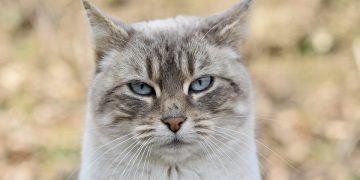 Purrfectly Petite: Exploring the Adorable World of Small Cat Breeds