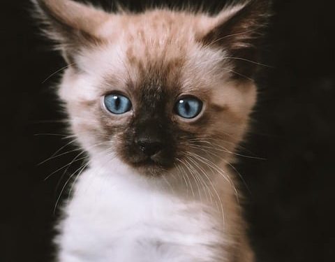 Revolutionizing Feline Nutrition: The Benefits of Grain-Free Cat Food