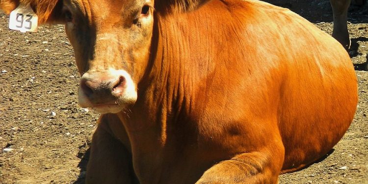 Steer Clear of These Cat Food Brands for a Healthy Feline