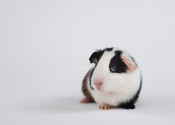 Unlocking the Potential: Mastering the Art of Guinea Pig Training