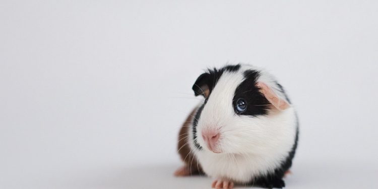 Unlocking the Potential: Mastering the Art of Guinea Pig Training