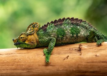 Embrace the Scales: Finding Your Perfect Companion through Reptile Adoption