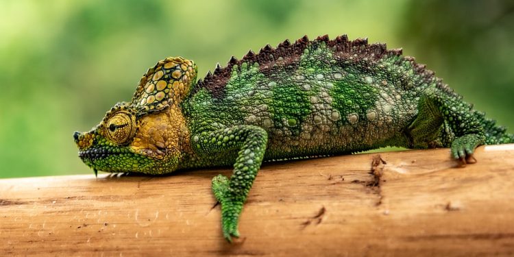 Embrace the Scales: Finding Your Perfect Companion through Reptile Adoption