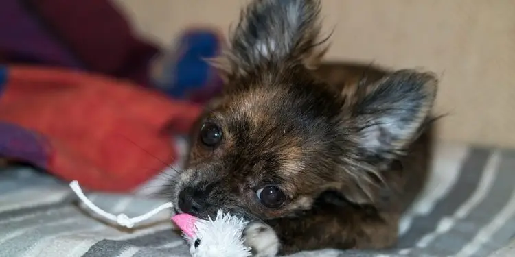 Paw-sitively Puzzling: The Ultimate Guide to Engaging Your Pup with Interactive Dog Toys