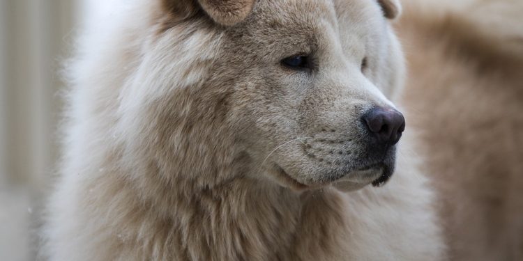 Cat Chow Power: Homemade Recipes to Pack on the Pounds for Your Purrfect Puddy