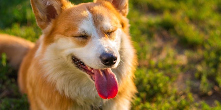 Nourish your Pooch with Love: Delicious Homemade Dog Food Recipes to Keep them Happy and Healthy