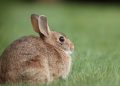 Hoppily Ever After: Unlocking the Secrets to Successful Rabbit Training