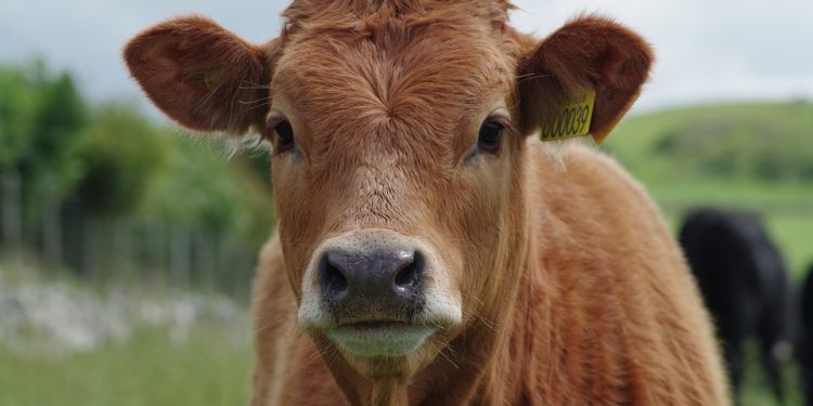 Steer Clear: The Top Cat Food Brands to Avoid for Your Feline Friend