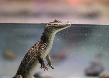 Fulfilling Families: Why Reptile Adoption is the Perfect Choice