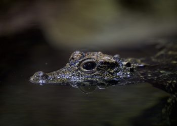 Scales and Smiles: Exploring the Fascinating World of Reptile Pet Breeds