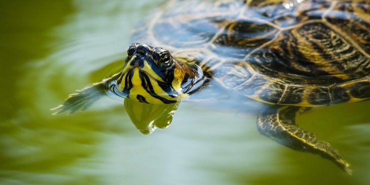 The Fascinating World of Turtle Varieties: Exploring Different Breeds