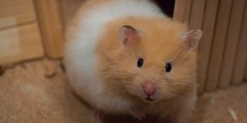 Playtime Paradise: Must-Have Hamster Toys for Your Furry Friend!