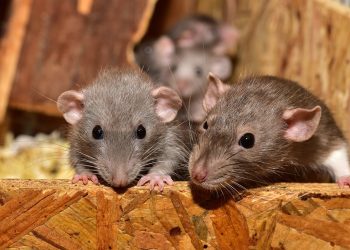 The Ultimate Guide to Pet Rat Breeds: Finding the Perfect Companion for You