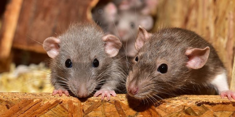 The Ultimate Guide to Pet Rat Breeds: Finding the Perfect Companion for You