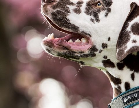 Pawsitively Perfect: Find Your Furry Friend Today with Puppies for Adoption