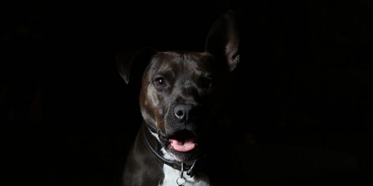 Fuel Your Furry Friend: The Benefits of Grain-Free Dog Food