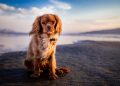Unleashing Balance: Transforming Dog Behavior Through Therapy