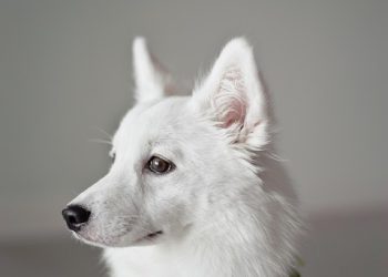 Top 10 Expert Dog Training Tips for a Happy and Well-Behaved Pup