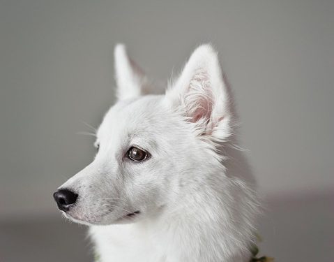 Top 10 Expert Dog Training Tips for a Happy and Well-Behaved Pup