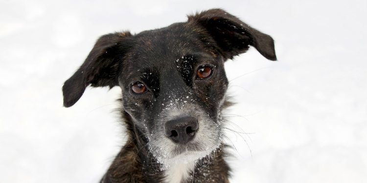 Unleashing Love: The Essential Requirements for Adopting a Dog