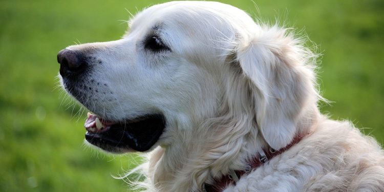 Life-Changing Love: Rescue Dogs Available for Adoption