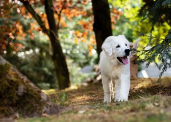Pawsitively Essential: Expert Tips for Top-Notch Dog Care