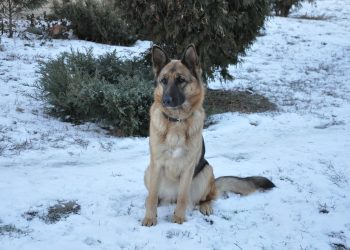 Mastering Manners: Essential Dog Training Tips for a Well-Behaved Pup