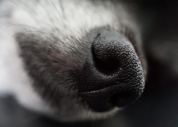 Surviving the Cold: Essential Dog Care Tips for Winter