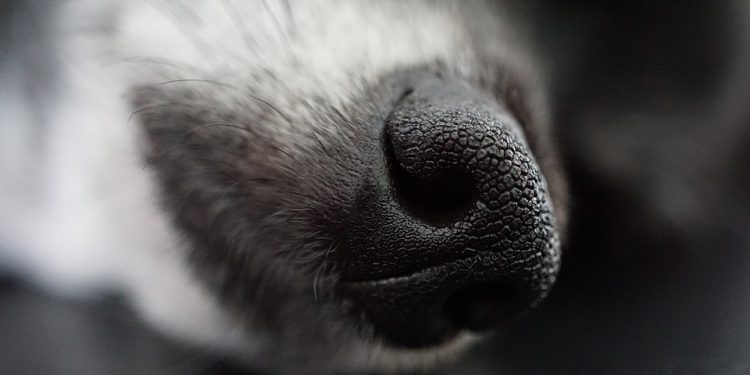 Surviving the Cold: Essential Dog Care Tips for Winter