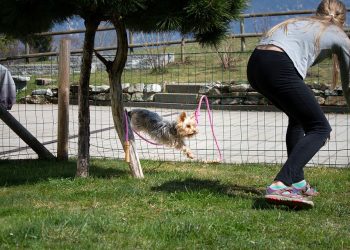 Mastering the Art of Dog Training: Proven Techniques for Obedience and Behavioral Success