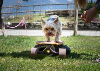 Mastering the Basics: Essential Dog Training Tips for Success