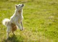 Decoding Dog Behavior: Understanding the Subtle Signs and Cues