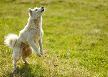 Decoding Dog Behavior: Understanding the Subtle Signs and Cues