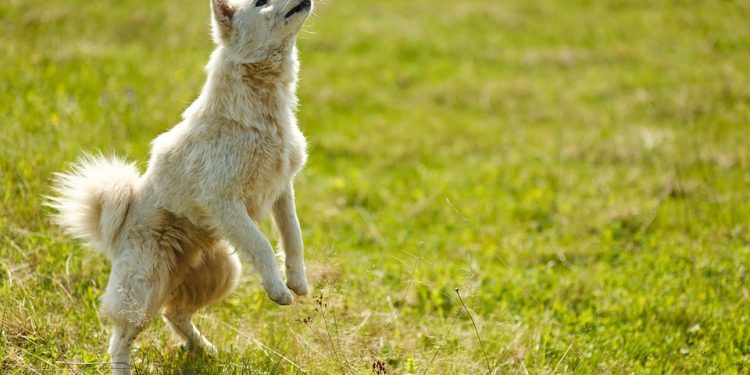 Decoding Dog Behavior: Understanding the Subtle Signs and Cues