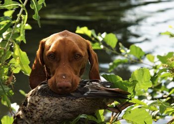 Transforming Fido: Mastering Canine Behavior with Expert Training Techniques