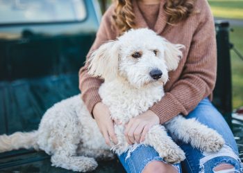 The Ultimate Guide to Successful Dog Adoption: Expert Tips and Advice for Finding Your Perfect Canine Companion