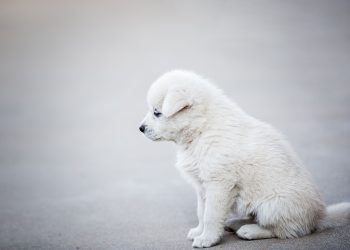 The Unique Traits and Personalities of Different Dog Breeds: Uncovering the Beauty of Canine Diversity