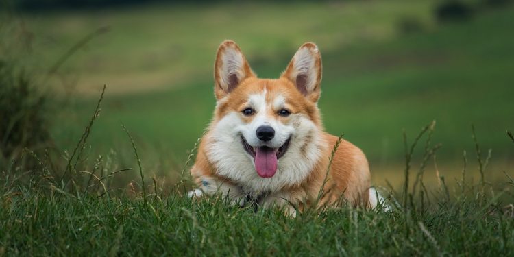 Safely Handling A Bleeding Ear: Essential Tips for Dog Owners