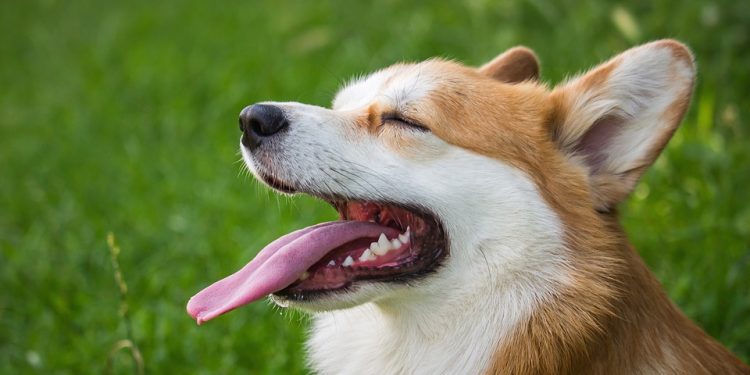 Top Tips for Preventing Spills at Your Dog’s Water Bowl