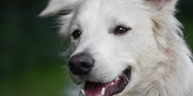 Transforming Troublesome Tendencies: The Power of Dog Behavior Modification