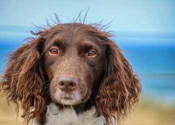 The Ultimate Guide to Choosing the Perfect Dog Breed for Your Lifestyle